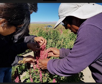 VII Congreso Mundial de la Quinua y granos andino contempla recorridos por predios de Colchane y Huara