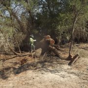 Detectan en la reserva Nacional Pampa del Tamarugal tala ilícita de árboles nativos, de la especie Tamarugo, destinados a la elaboración de carbón.
