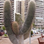 Grave atentado provocaron antisociales a cactus gigante del Parque Temático, obligando a su retiro ante daño irreversible