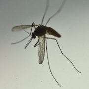 Hasta fin de año decretan Alerta Sanitaria en Tarapacá por presencia del mosquito Aedes aegypti