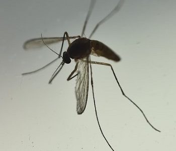 Hasta fin de año decretan Alerta Sanitaria en Tarapacá por presencia del mosquito Aedes aegypti