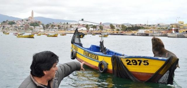 En Caleta Cavancha presentarán estudio sobre impacto de los lobos marinos en la pesca artesanal