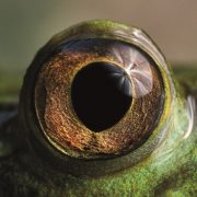 Concurso fotográfico “Ojo de Pez” premia con un viaje a la Antártica: Hasta el 1 de octubre se recibirán fotografías de  ecosistemas acuáticos nacionales 