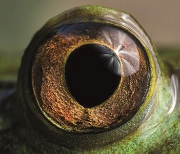 Concurso fotográfico “Ojo de Pez” premia con un viaje a la Antártica: Hasta el 1 de octubre se recibirán fotografías de  ecosistemas acuáticos nacionales 