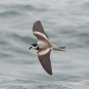 Implementan programa para recuperación de la especie golondrina del mar, afectada por contaminación lumínica.