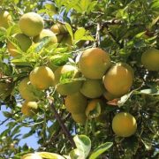 Difunden resultados del Catastro Frutícola Tarapacá 2019, que da cuenta del estado de los cultivos en Tarapacá