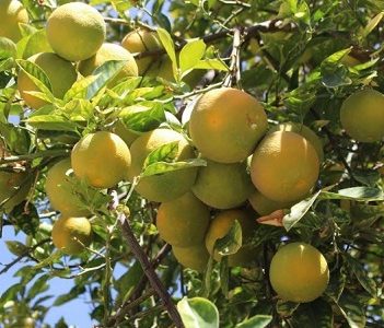 Difunden resultados del Catastro Frutícola Tarapacá 2019, que da cuenta del estado de los cultivos en Tarapacá