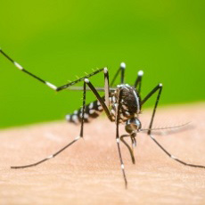 Salud llama a reforzar medidas de precaución ante brote de infección viral transmitida por mosquito Aedes aegypt