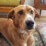 Las mascotas no se contagian con el COVID 19, pero se podrían contaminar su pelaje o patas