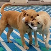 Milk y Camelia, lo canes estrellas de la Brigada SAG Tarapacá pasan a retiro