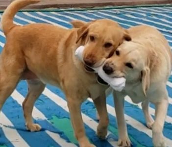 Milk y Camelia, lo canes estrellas de la Brigada SAG Tarapacá pasan a retiro