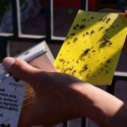 SAG finaliza campaña de erradicación contra la mosca de la fruta en Tarapacá y se declara qu