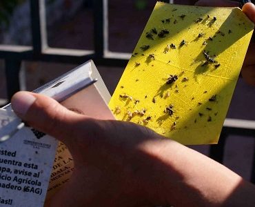 SAG finaliza campaña de erradicación contra la mosca de la fruta en Tarapacá y se declara qu
