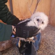 SAG envía polluelo de lechuza a rehabilitación a Antofagasta, luego de ser rescatado desde intalaciones de una empresa