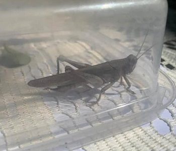  Aumenta la atención de denuncias por presencia de insectos y diversas plagas en la comunidad