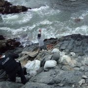 SAG desarrolla taller virtual participativo sobre la extracción ilegal de guano blanco en borde costero