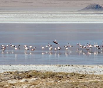 Anuncian la creación del Parque Nacional del Salar del Huasco, ubicado en la comuna de Pica.