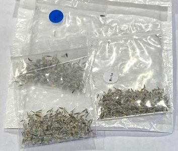 SAG llama a estar atentos ante paquetes de semillas recibidas desde el extranjero no solicitadas por las personas.