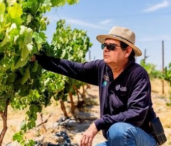 Vino del Desierto: Aporte desde la ciencia la agricultura en el desierto