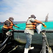Programa Corvina: Siembran 24 mil ejemplares en Huayquique y apoyan a a comedores solidarios de Alto Hospicio