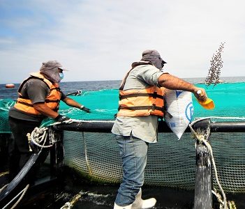 Programa Corvina: Siembran 24 mil ejemplares en Huayquique y apoyan a a comedores solidarios de Alto Hospicio
