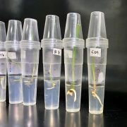 Ingresan al país más de mil cien palmeras datileras in vitro, para que sean plantadas en Tarapacá