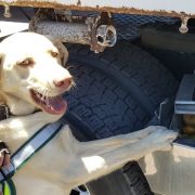 El can Jack,  nuevo integrante de la Brican SAG Tarapacá detectó 55 kilos de mangos ocultos en camión