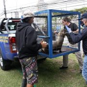 Sernapesca Tarapacá y Centro CIREMAR liberaron dos lobos marinos juveniles en sector Tres islas