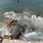 Aguas del Altiplano anuncia investigación y deslinda responsabilidades en emergencia ambiental