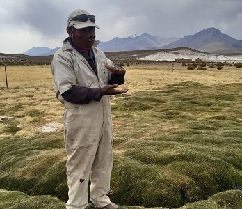 Implementan planes de manejo Ganadero en humedales altoandinos en comunas de Colchane y Pica