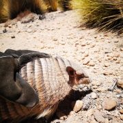 Oculto en camión descubren a quirquincho de la puna.Ejemplar fue tomado de su hábitat natural para ser usado como mascota