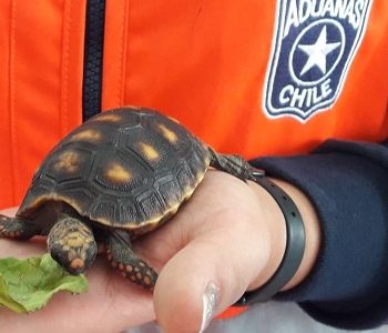 En fiscalización realizan en la Avanza El Loa, Aduanas rescata tres tortugas de patas rojas