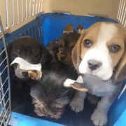 Una veinte de cachorritos canino que ingresaban de contrabando, fueron retornados a Bolivia por el SAG