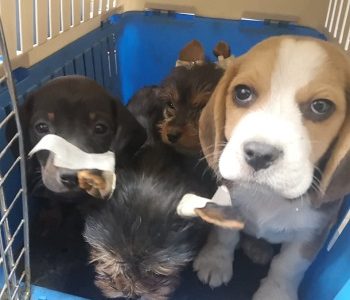 Una veinte de cachorritos canino que ingresaban de contrabando, fueron retornados a Bolivia por el SAG