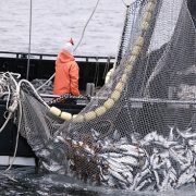 Corte Suprema deja sin efecto resolución que autoriza pesca industrial en zona reservada para captura artesanal