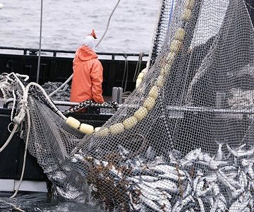 Corte Suprema deja sin efecto resolución que autoriza pesca industrial en zona reservada para captura artesanal