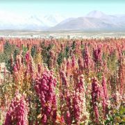 Agricultoras superaron expectativas de venta durante la Primera Feria Digital Expoquinua Tarapacá