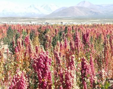 Agricultoras superaron expectativas de venta durante la Primera Feria Digital Expoquinua Tarapacá