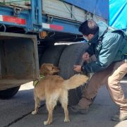 Brigada canina del SAG Tarapacá detectó 349 kilos de productos agropecuarios de riesgo pese a cierre de fronteras