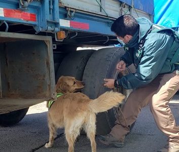 Brigada canina del  SAG Tarapacá detectó 349 kilos de productos agropecuarios de riesgo pese a cierre de fronteras 