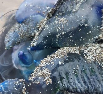 Levantan medida de cierre para el baño y actividades de recreación en playa Cavancha al no detectarse presencia de fragata portuguesa