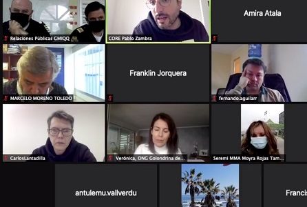 Realizan mesa de trabajo virtual para analizar la situación de daño ecológico, y las posibles causas del deceso de más de 180 aves, en sector de Playa Brava