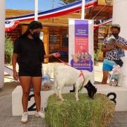 Chivo Memo, el nuevo rey del concurso de Tenencia Responsable de Mascotas, que impulsa Municipalidad de P. Almonte