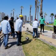 IMI intensifica control de población de roedores en Parque Cavancha, con limpieza e instalación de 320 cebos cubiertos