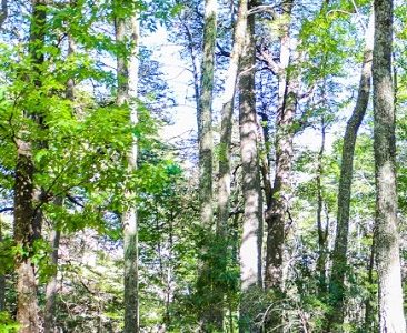 Un grupo de 16 Convencionales presentaron norma para proteger bosque nativo a nivel constitucional