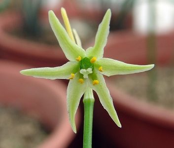 Académico de la Universidad de Chile descubre diminuta flor en el norte de nuestro país