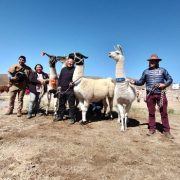 Presentan novedoso proyecto para mejoramiento genético de camélidos andinos,  promoción turística,  difusión de tradiciones ancestrales y valoración de identidad aymara.