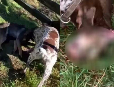 Absoluto rechazo por crueldad animal contra un zorro dejado en una jaula con perros, expresó Colegio Médico Veterinario