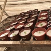 Bacterias contra las plagas: Investigadores de la UTA y UC Davis Chile desarrollan tecnología para reemplazar pesticidas en la agroindustria