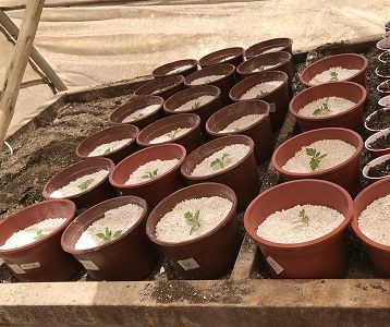 Bacterias contra las plagas: Investigadores de la UTA y UC Davis Chile desarrollan tecnología para reemplazar pesticidas en la agroindustria